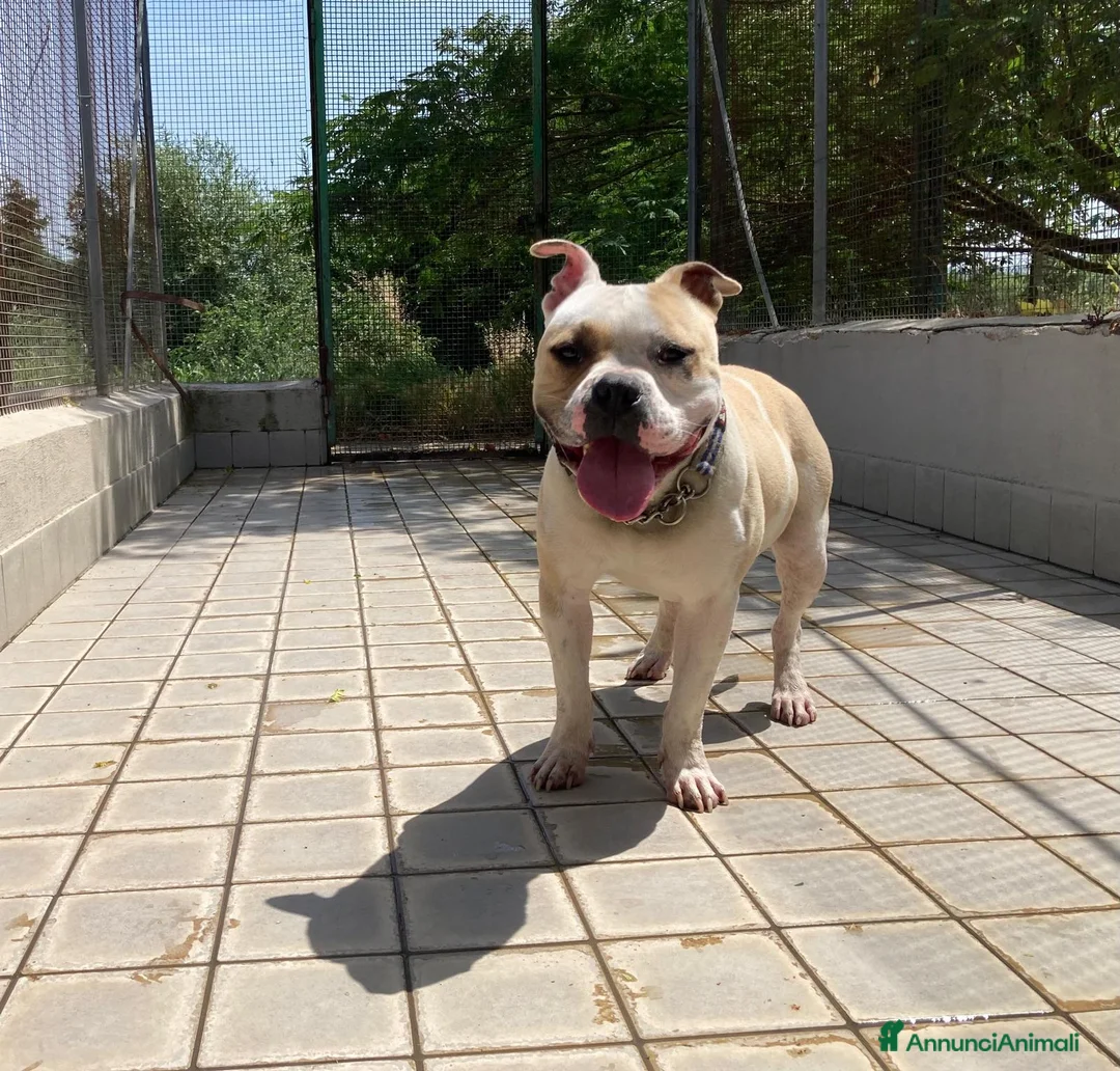 Altre razze cani in regalo: Ettore, splendido, un anno, cerca casa  a Città metropolitana di Roma Capitale - Annuncio 4