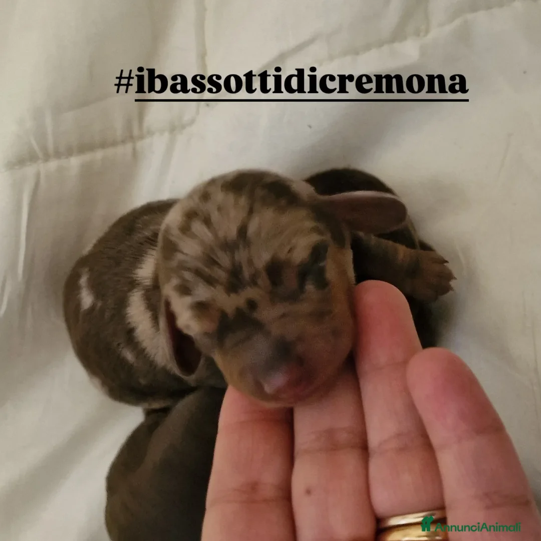 Bassotto cani in vendita: Bassotto arlecchino e cioccolato femmina e maschio - Annuncio 18