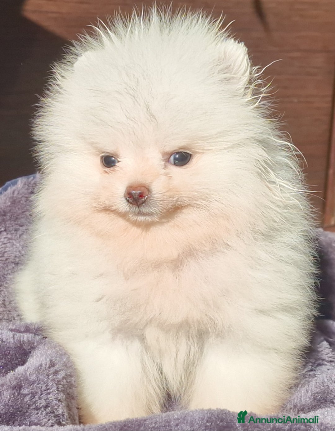 Spitz cani in vendita: Spitz tedesco NANO ( POMERANIA  ) a Provincia di Monza e della Brianza - Annuncio 19