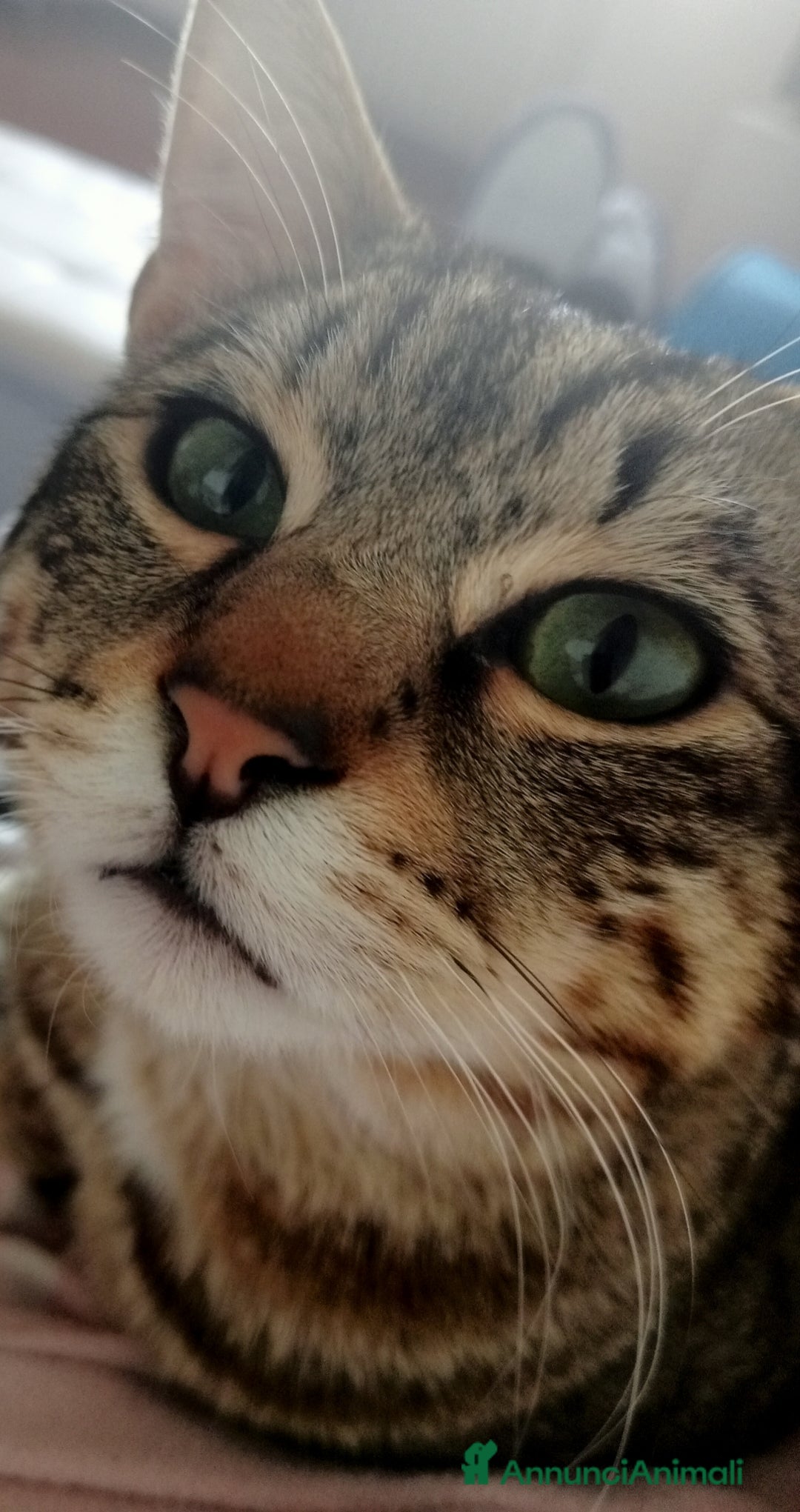 Europeo gatti in regalo: Gatto di quasi quasi 8 mesi  - Annuncio 1