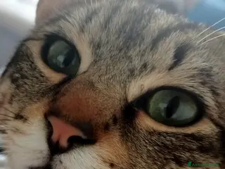 Europeo gatti Gatto di quasi quasi 8 mesi - Annuncio 34