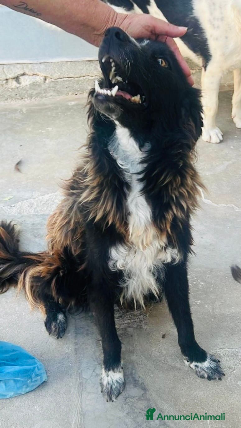Border Collie cani Conny, meraviglioso incrocio Border Collie - Annuncio 1