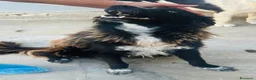 Border Collie cani in regalo: Conny, meraviglioso incrocio Border Collie - Annuncio 1