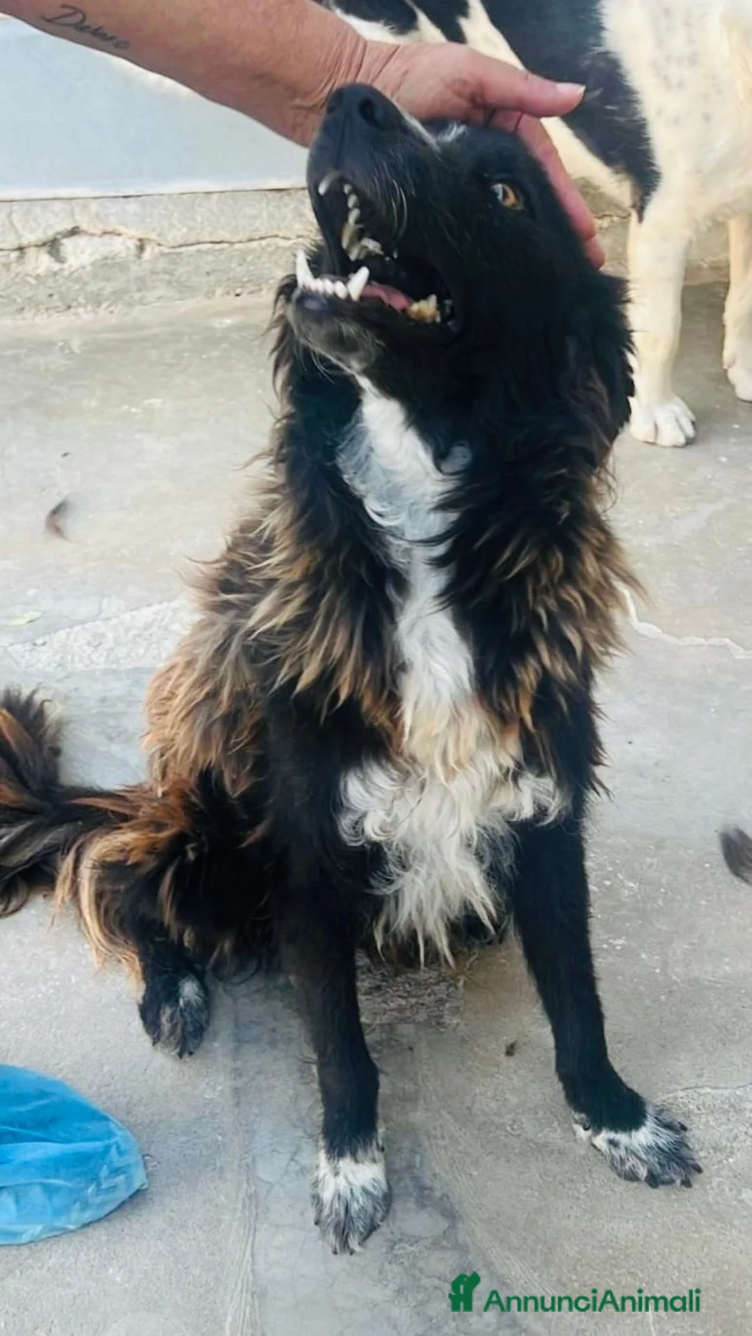 Border Collie cani in regalo: Conny, meraviglioso incrocio Border Collie - Annuncio 1