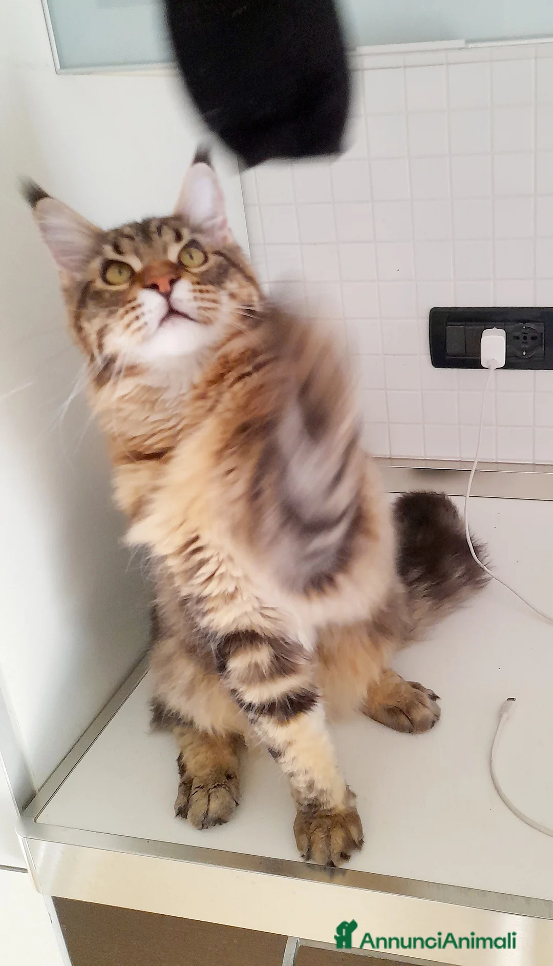 Maine Coon gatti in vendita: Cucciolone Mainecoon  - Annuncio 2