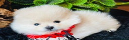 Volpino Pomerania cani in vendita: Cuccioli di Pomerania - Annuncio 14