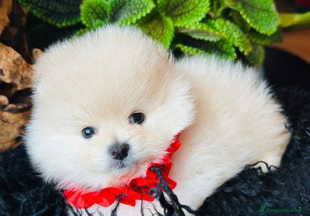 Volpino Pomerania cani in vendita: Cuccioli di Pomerania - Annuncio 14
