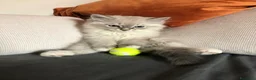 Siberiano gatti in vendita: Cuccioli gatti Siberiani Neva Masque Pedigree ANFI a Città Metropolitana di Bologna - Annuncio 10