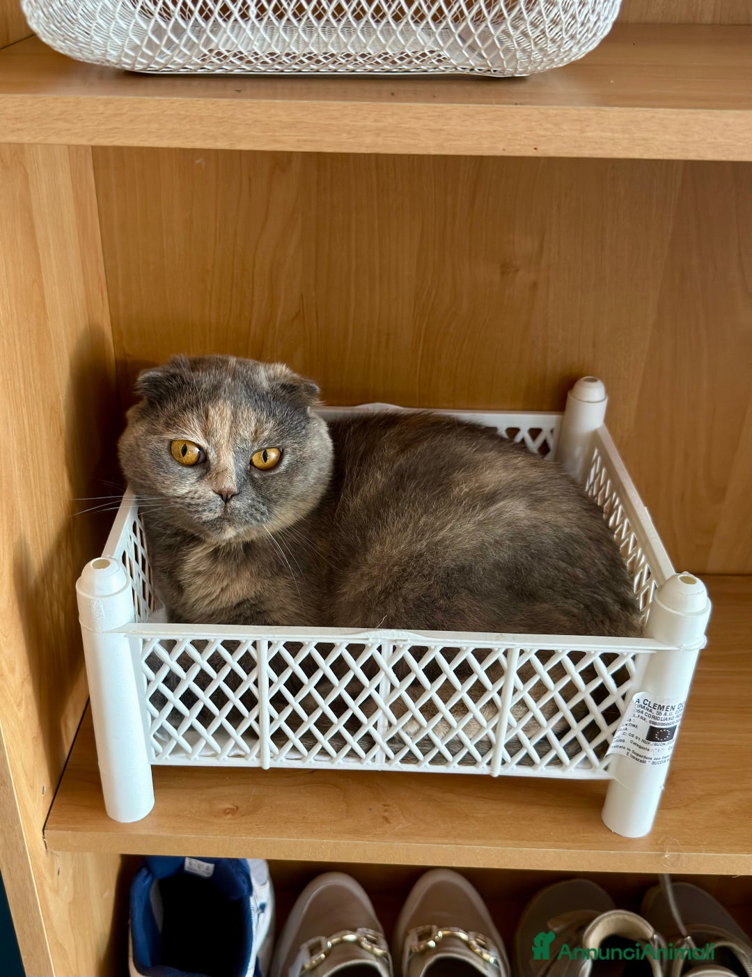 Scottish gatti in vendita: Gatta Scottish Fold a Provincia di Treviso - Immagine 1