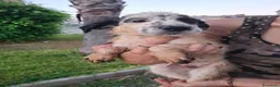 Meticcio cani in regalo: ROMOLO 💙QUEL MUSINO È IMPOSSIBILE DA DIMENTICARE! a Provincia di Padova - Annuncio 8