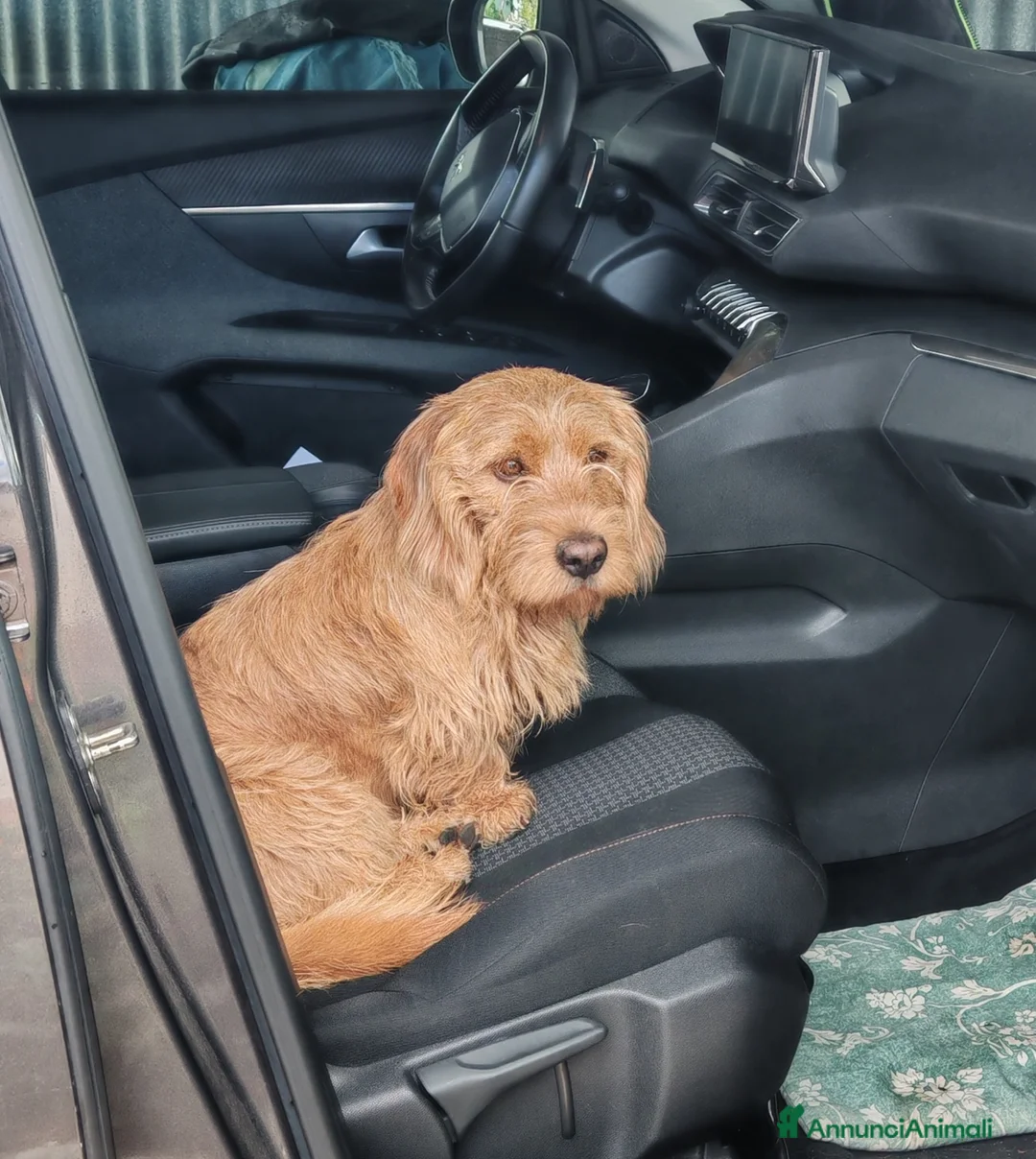 Basset Fauve De Bretagne cani per accoppiamento: Bassett fauve de bretagne per accoppiamento - Annuncio 7