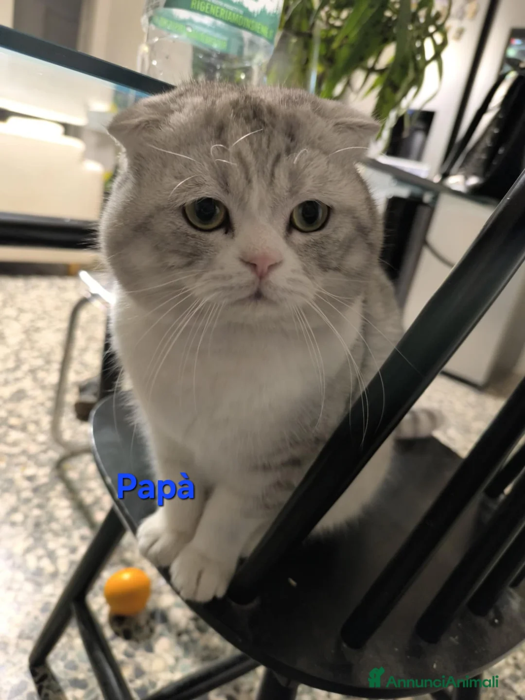 Scottish gatti in vendita: Scotish Fold e Straight  - Annuncio 2