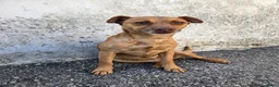 Meticcio cani in regalo: Otto  a Provincia di Savona - Annuncio 3