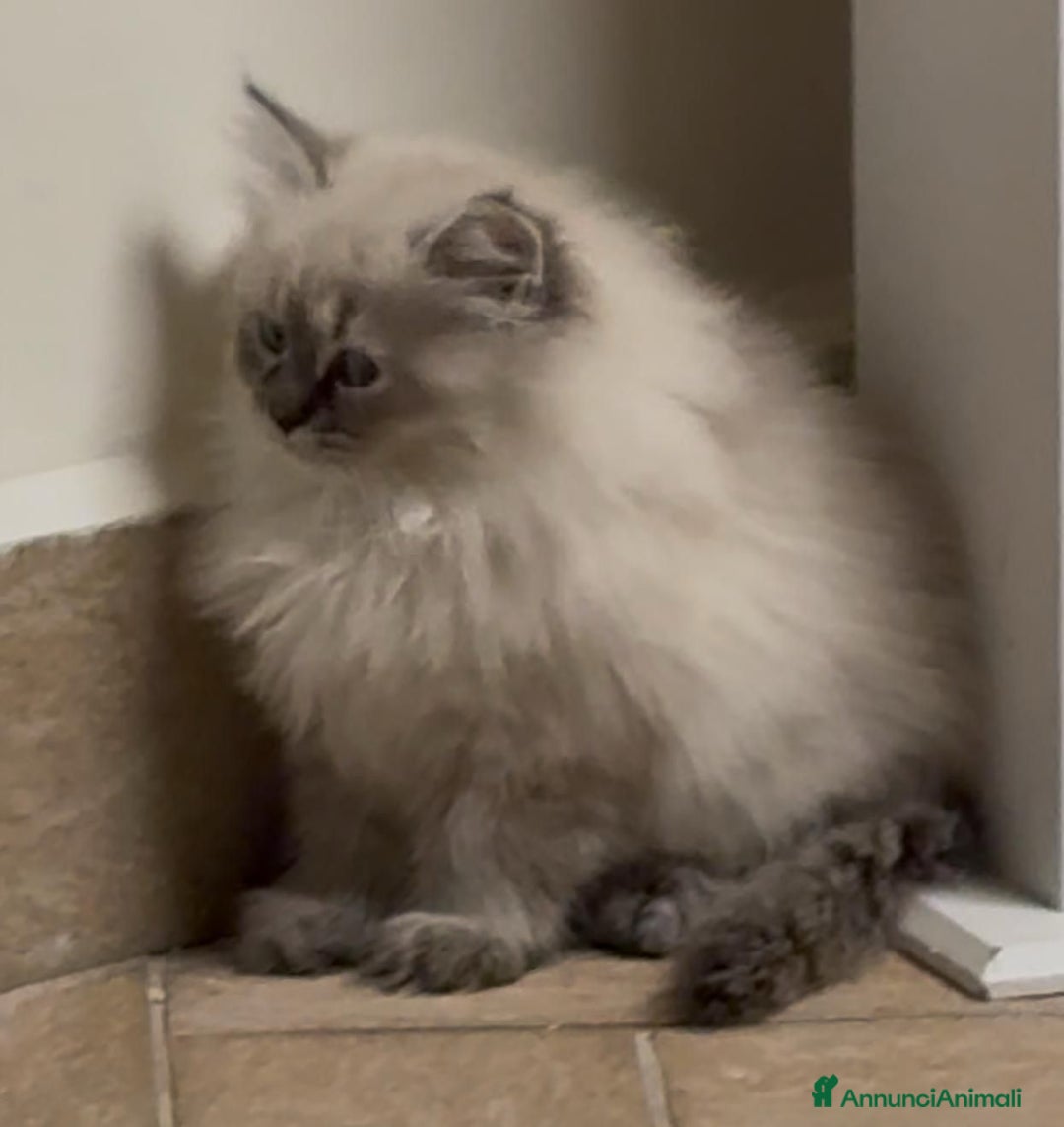 Siberiano gatti in vendita: CUCCIOLI SIBERIANI NEVA - Annuncio 4