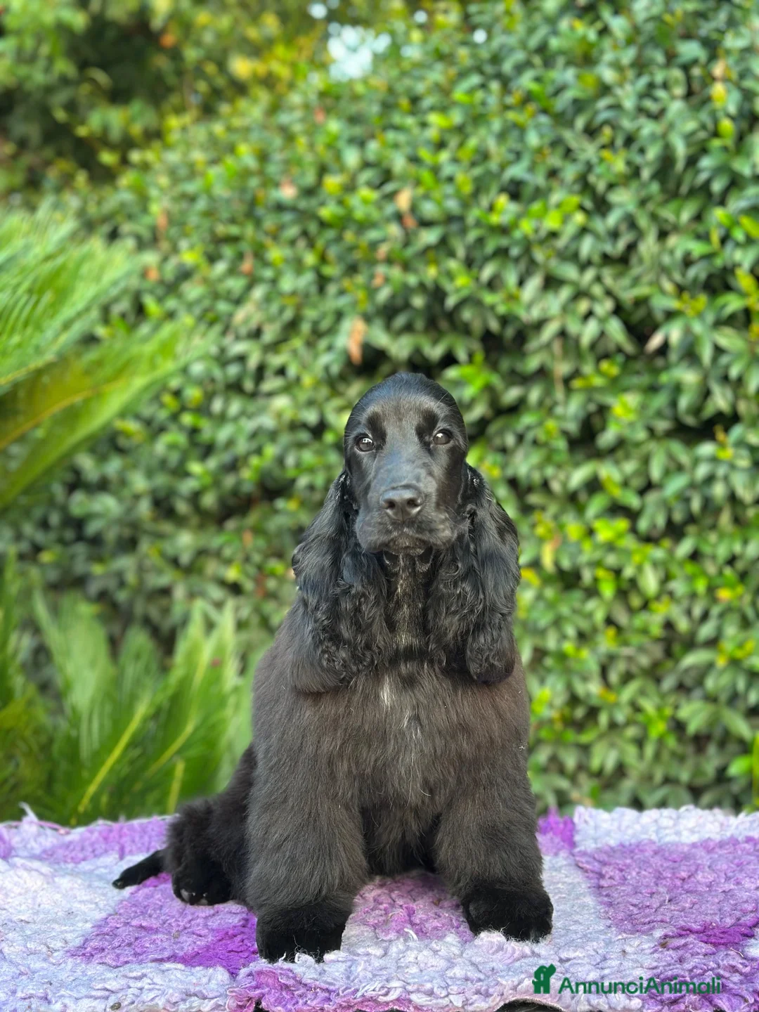 Cocker cani in vendita: Cocker spaniel inglese  - Annuncio 5