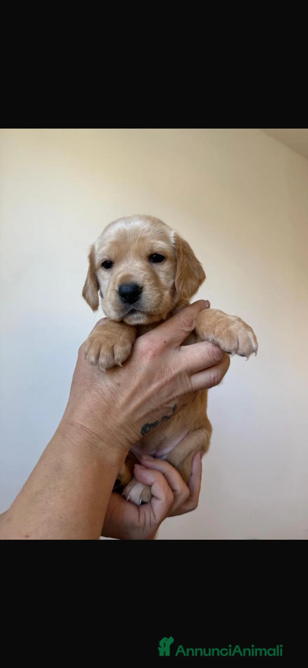 Meticcio cani in regalo: splendidi cuccioli cercano casa... - Annuncio 5