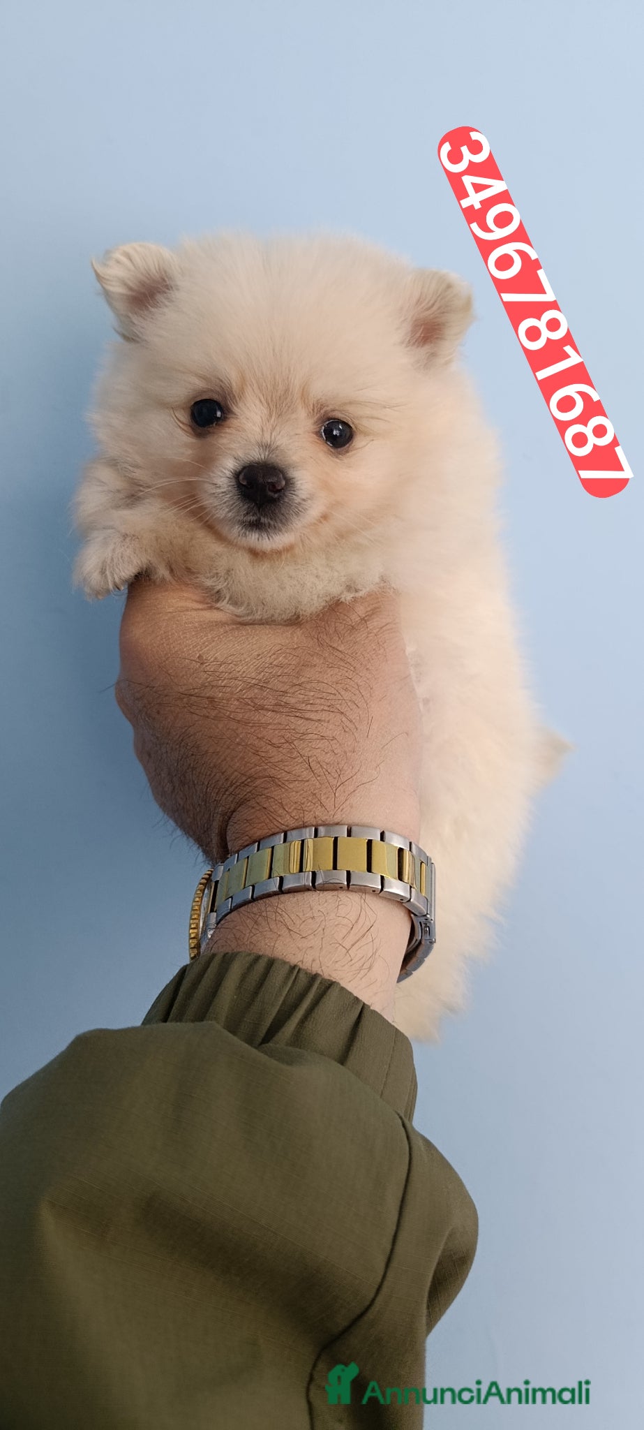 Spitz cani in vendita: SPITZ TEDESCO PICCOLO ultima batuffolina  - Annuncio 1