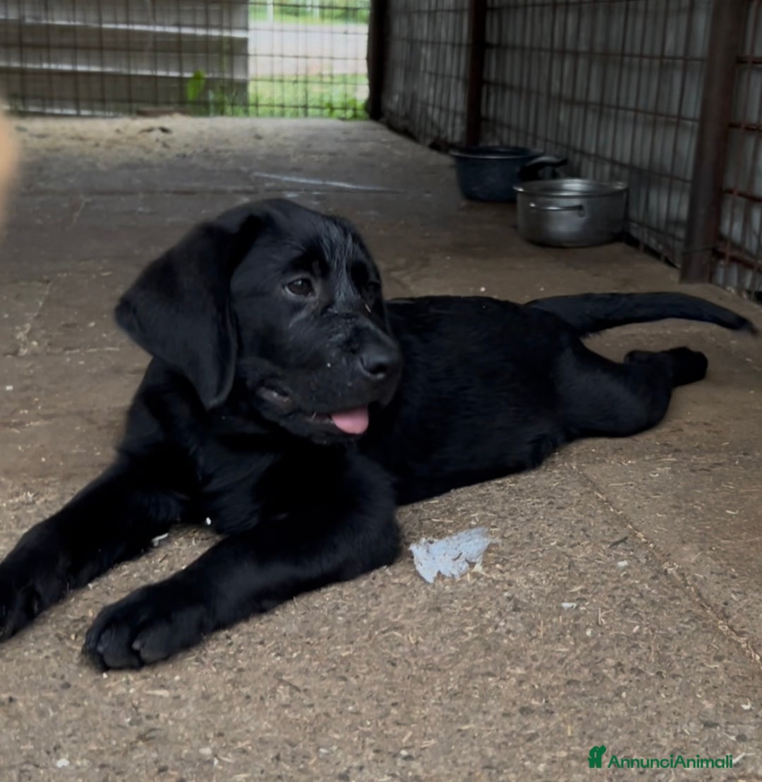 Labrador cani in vendita: Ultimi cuccioli di Labrador  a Provincia di Bergamo - Immagine 4
