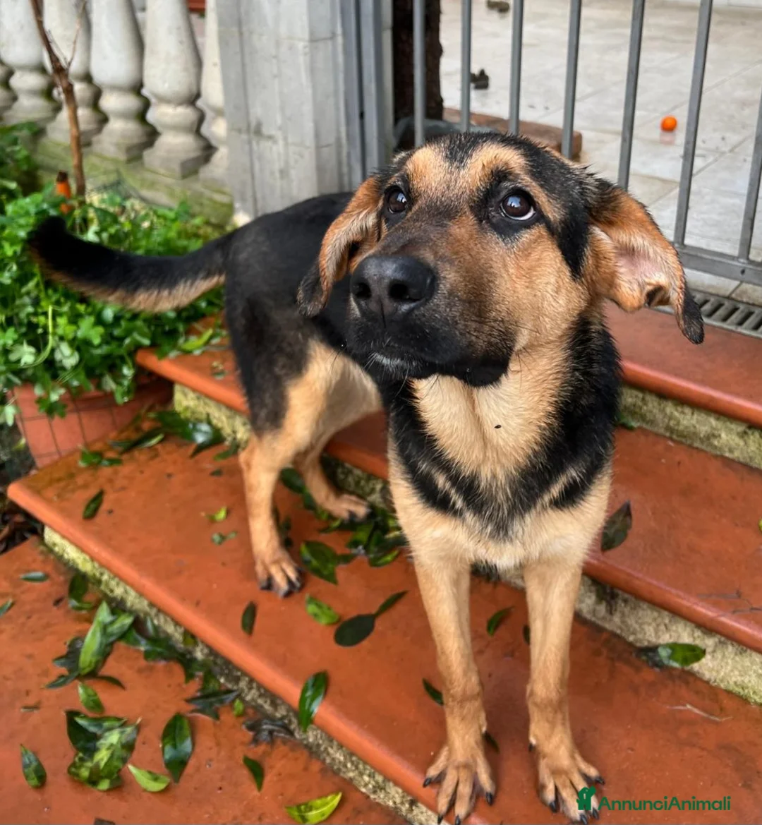 Meticcio cani in regalo: ATTILA ASPETTA UNA MAMMA  - Annuncio 2