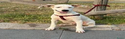 Meticcio cani in regalo: Max 4mesi e 1/2 tg media salvato 2mesi fa.SICILIA - Annuncio 3