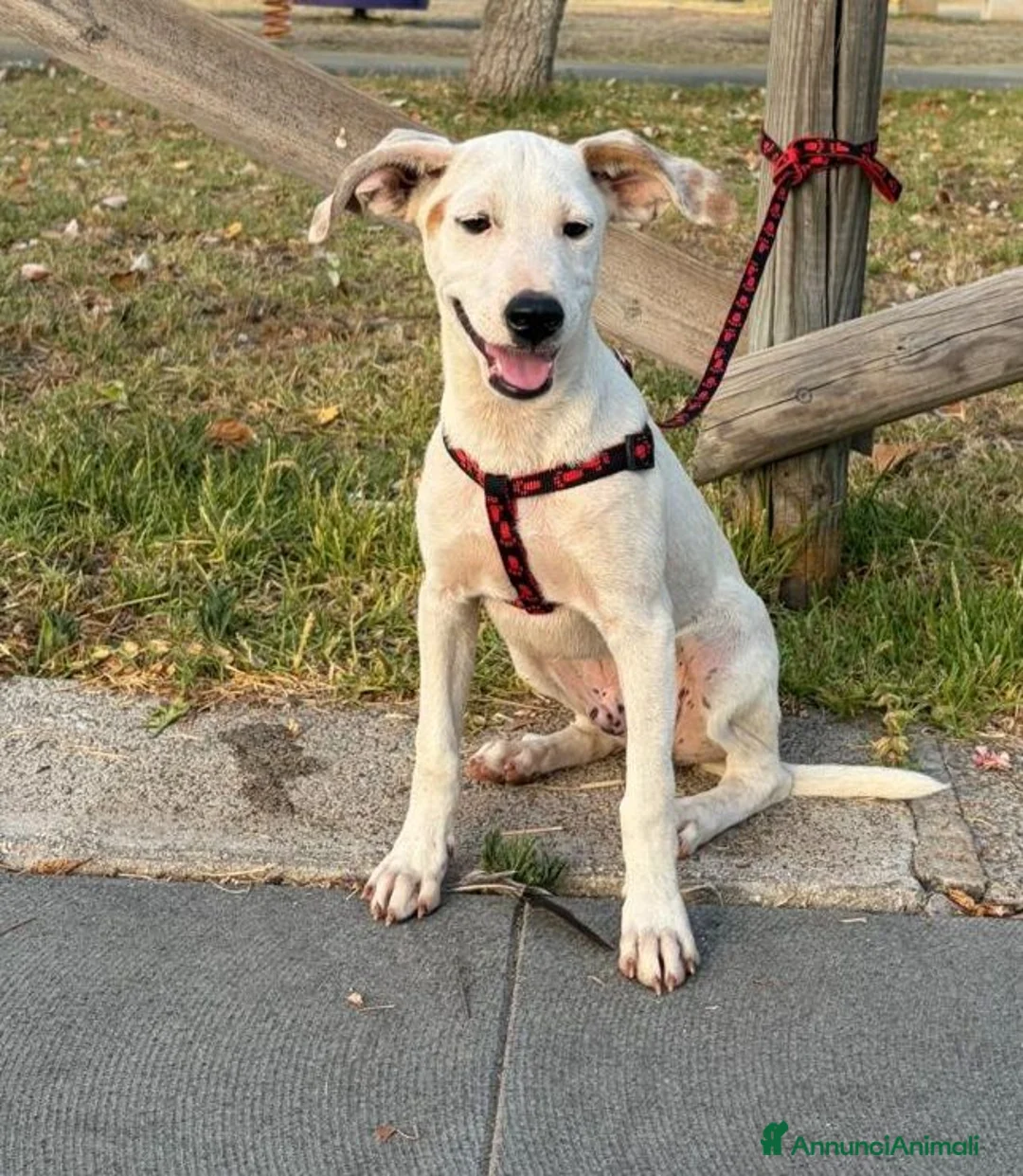 Meticcio cani in regalo: Max 4mesi e 1/2 tg media salvato 2mesi fa.SICILIA - Annuncio 3