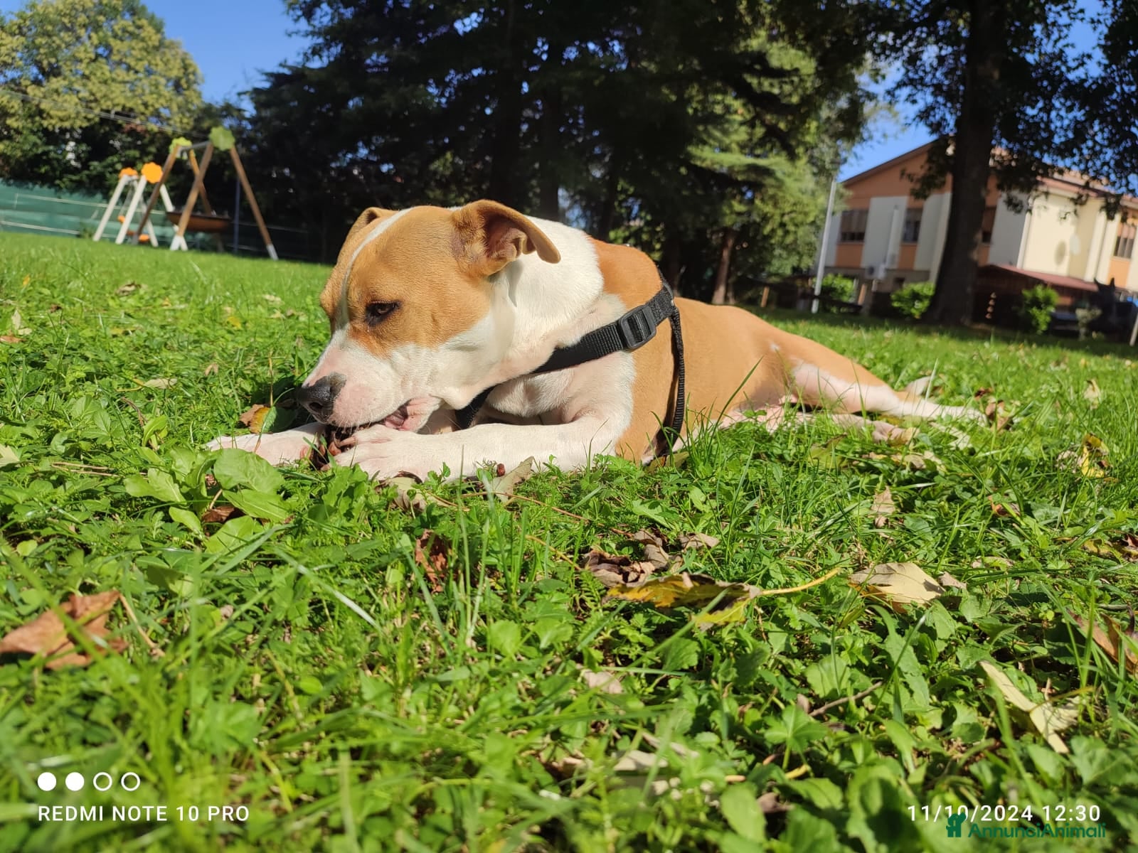 American Staffordshire cani Regalo: Amstaff femmina di 2 anni Rovigo - Annuncio 1