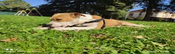 American Staffordshire cani in regalo: Regalo: Amstaff femmina di 2 anni Rovigo - Annuncio 1