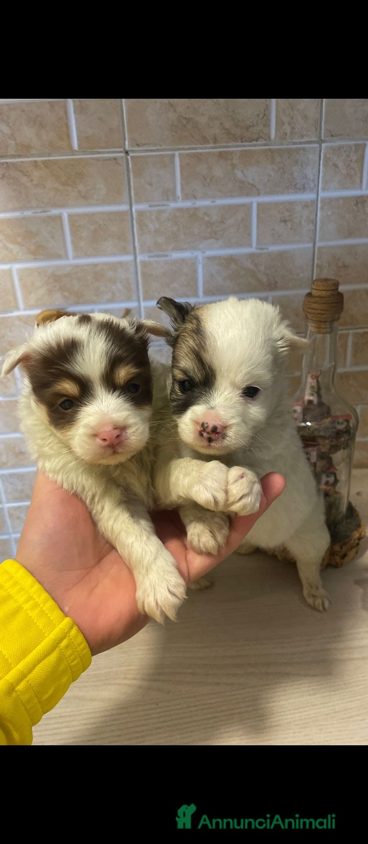 Maltipoo cani Maltipoo  - Annuncio 2