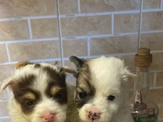 Maltipoo cani Maltipoo - Annuncio 2