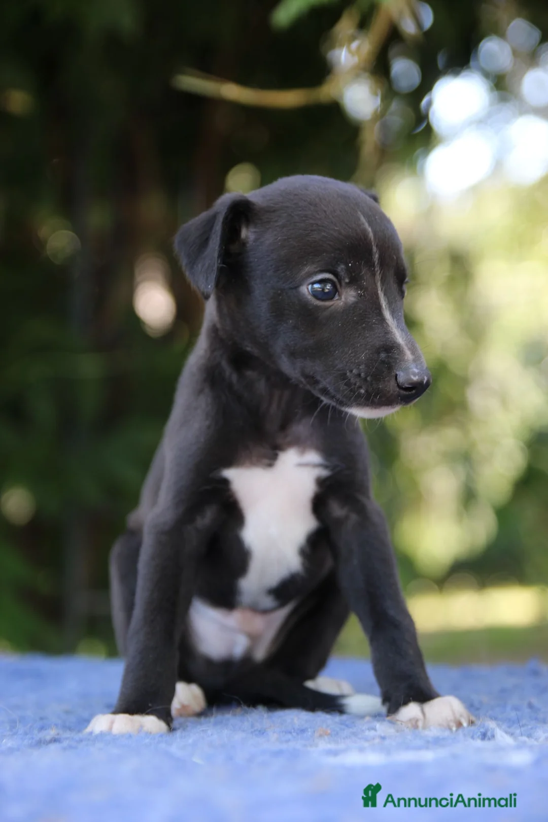 Whippet cani in vendita: Cuccioli di whippet  - Annuncio 2