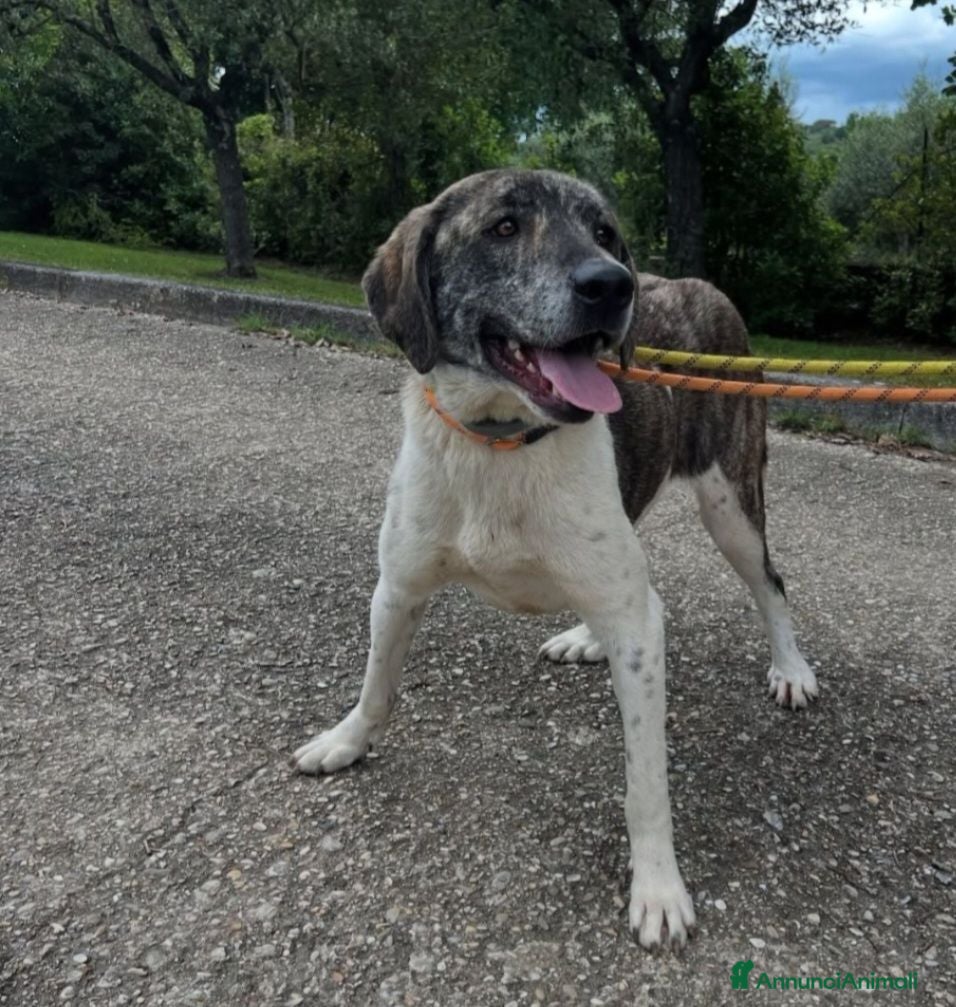Meticcio cani Luna 2anni e 1/2,tg grandina,ok gatti SOS ROMA  - Annuncio 26
