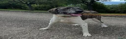 Meticcio cani in regalo: Luna 2anni e 1/2,tg grandina,ok gatti SOS ROMA  - Annuncio 1