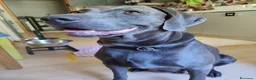 Weimaraner cani in vendita: Weimaraner blu - Annuncio 15