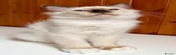 Sacro di Birmania gatti in vendita: Cuccioli di gatto sacro di Birmania  - Annuncio 4