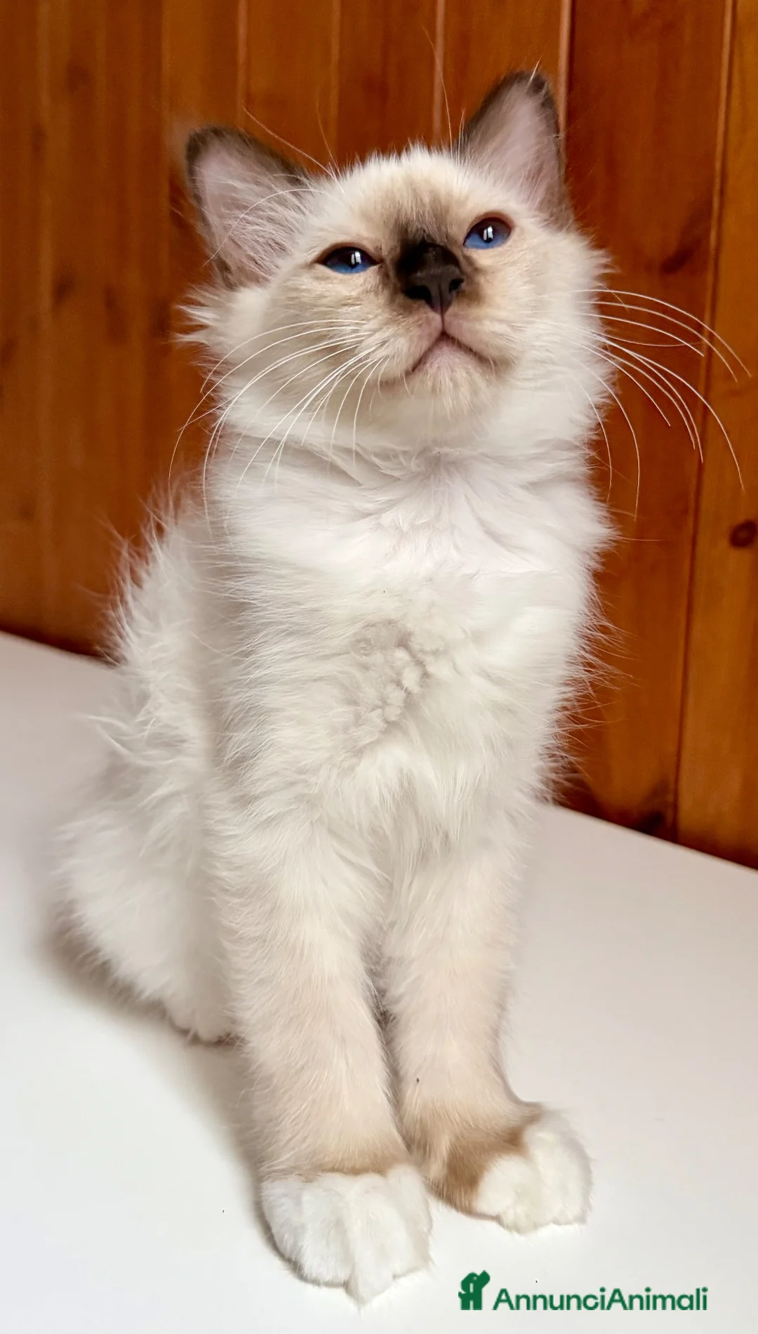 Sacro di Birmania gatti in vendita: Cuccioli di gatto sacro di Birmania  - Annuncio 4