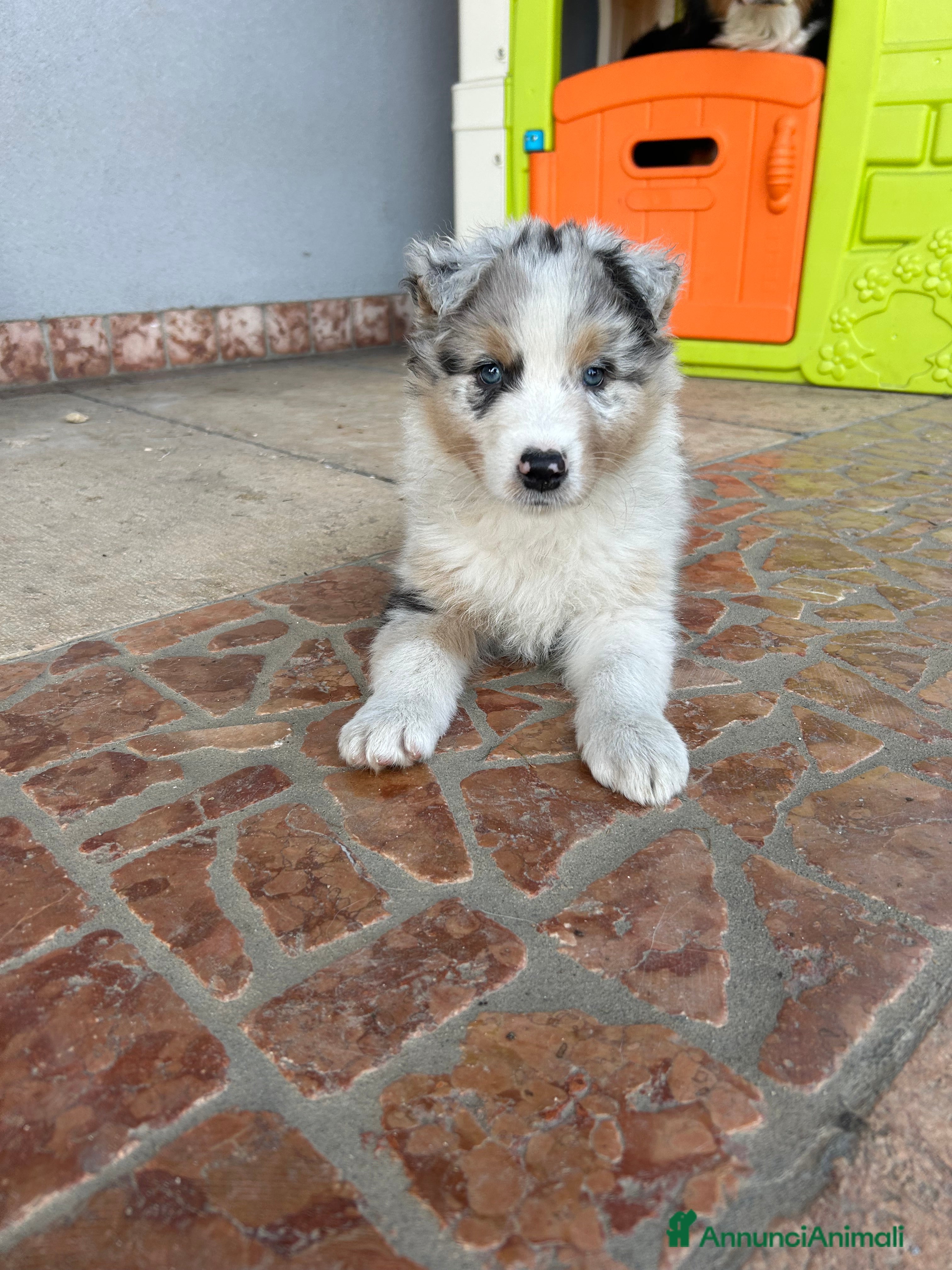 Australian Shepherd cani Cucciolo pastore australiano  - Annuncio 1