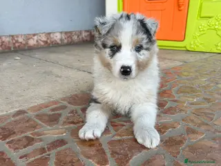 Australian Shepherd cani Cucciolo pastore australiano - Annuncio 1