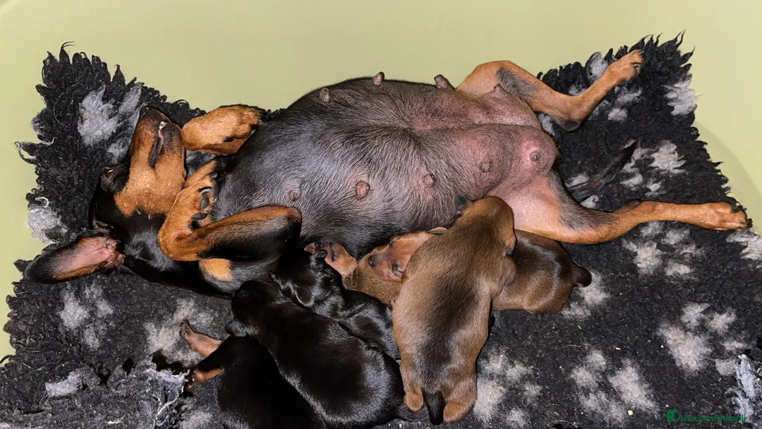 Pinscher Miniatura cani in vendita: Zwergpinscher pinscher nano cuccioli  - Annuncio 2