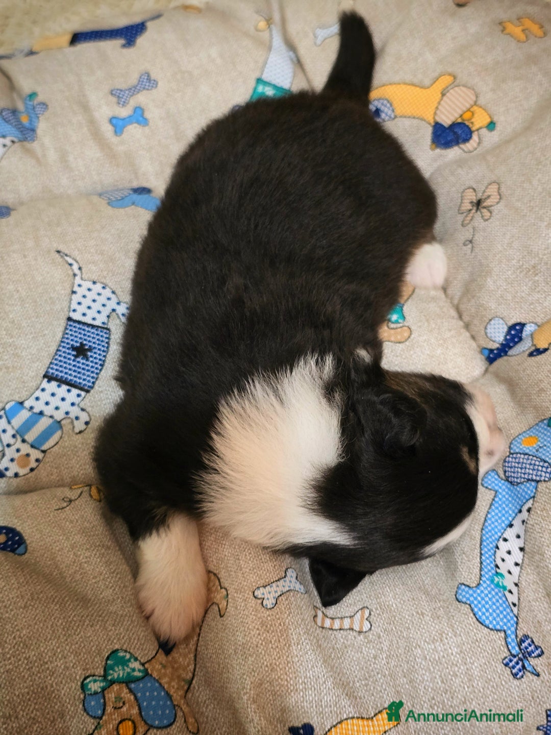 Australian Shepherd cani in vendita: Cucciole di pastore australiano con pedigree ENCI - Annuncio 20