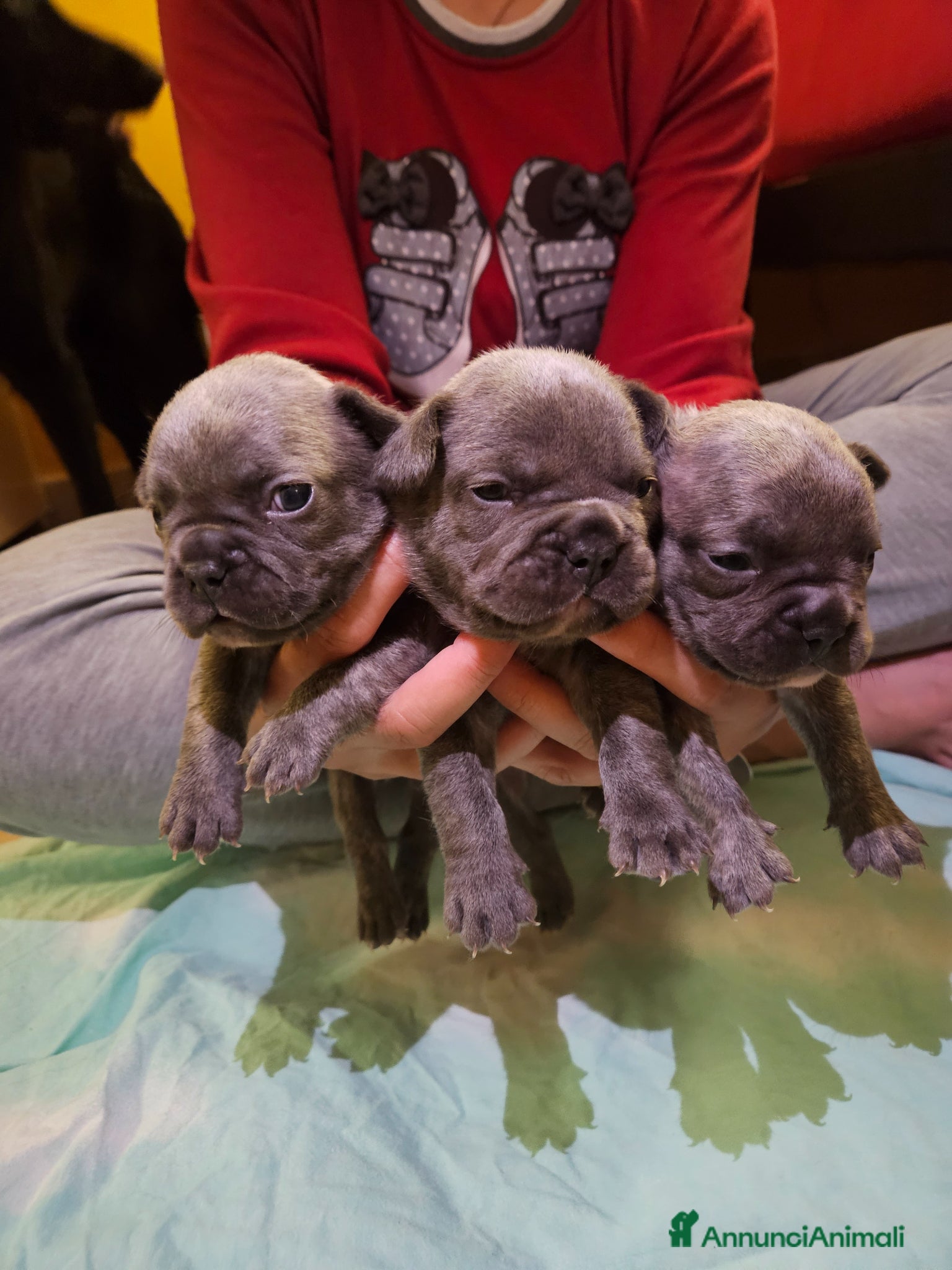 Bulldog Francese cani in vendita: Cuccioli bulldog francese fluffy - Annuncio 16