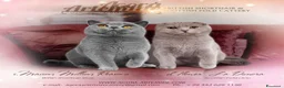 Scottish gatti in vendita: Scottish Fold Straight Blue Pedigree - Annuncio 5