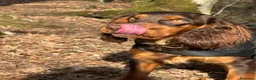 Cocker cani in vendita: Prenotazioni cuccioli di English Cocker Spaniel  a Provincia di Cosenza - Annuncio 8