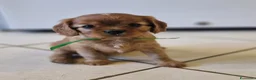 Cavalier King cani in vendita: Cucciola ruby disponibile a Provincia di Pavia - Annuncio 4