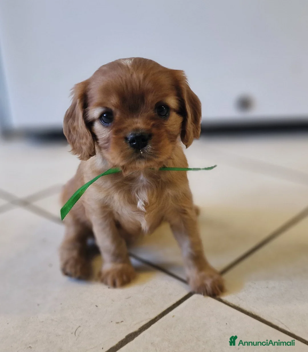 Cavalier King cani in vendita: Cucciola ruby disponibile a Provincia di Pavia - Annuncio 4
