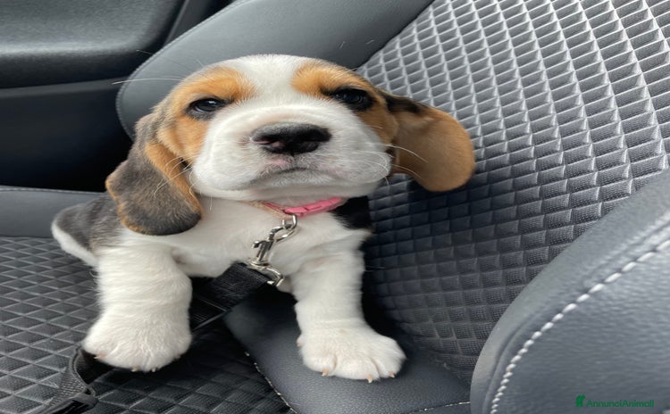 Beagle cani a Provincia di Rimini - Annuncio 9