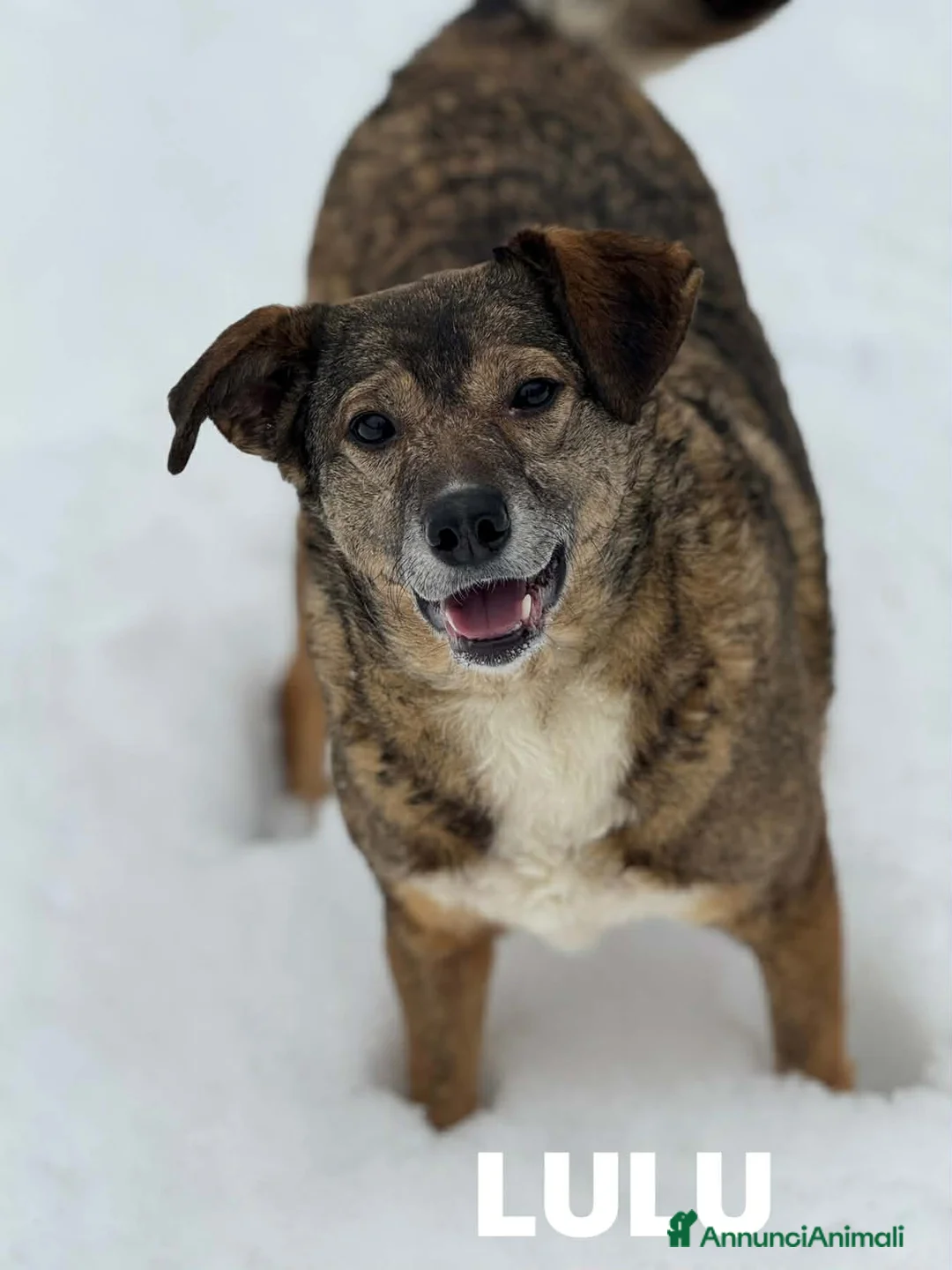 Meticcio cani in regalo: LULU, tenerissima piccoletta cerca famiglia! - Annuncio 7