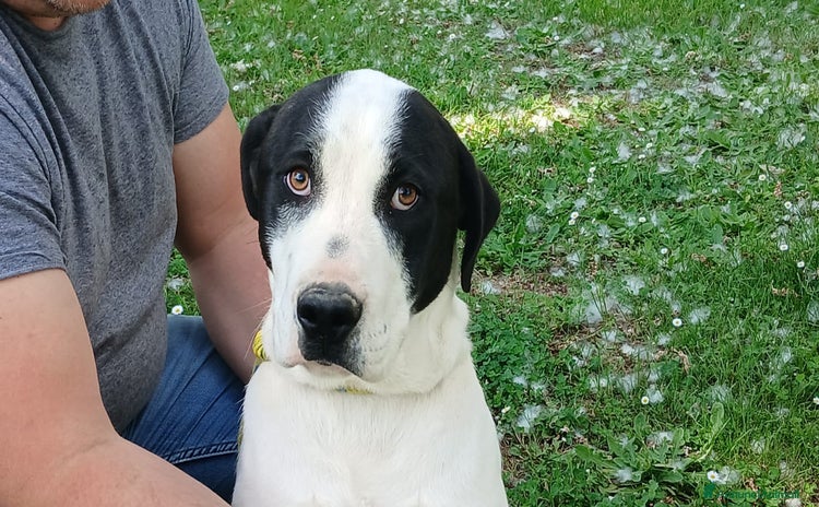Meticcio cani a Città metropolitana di Roma Capitale - Annuncio 17