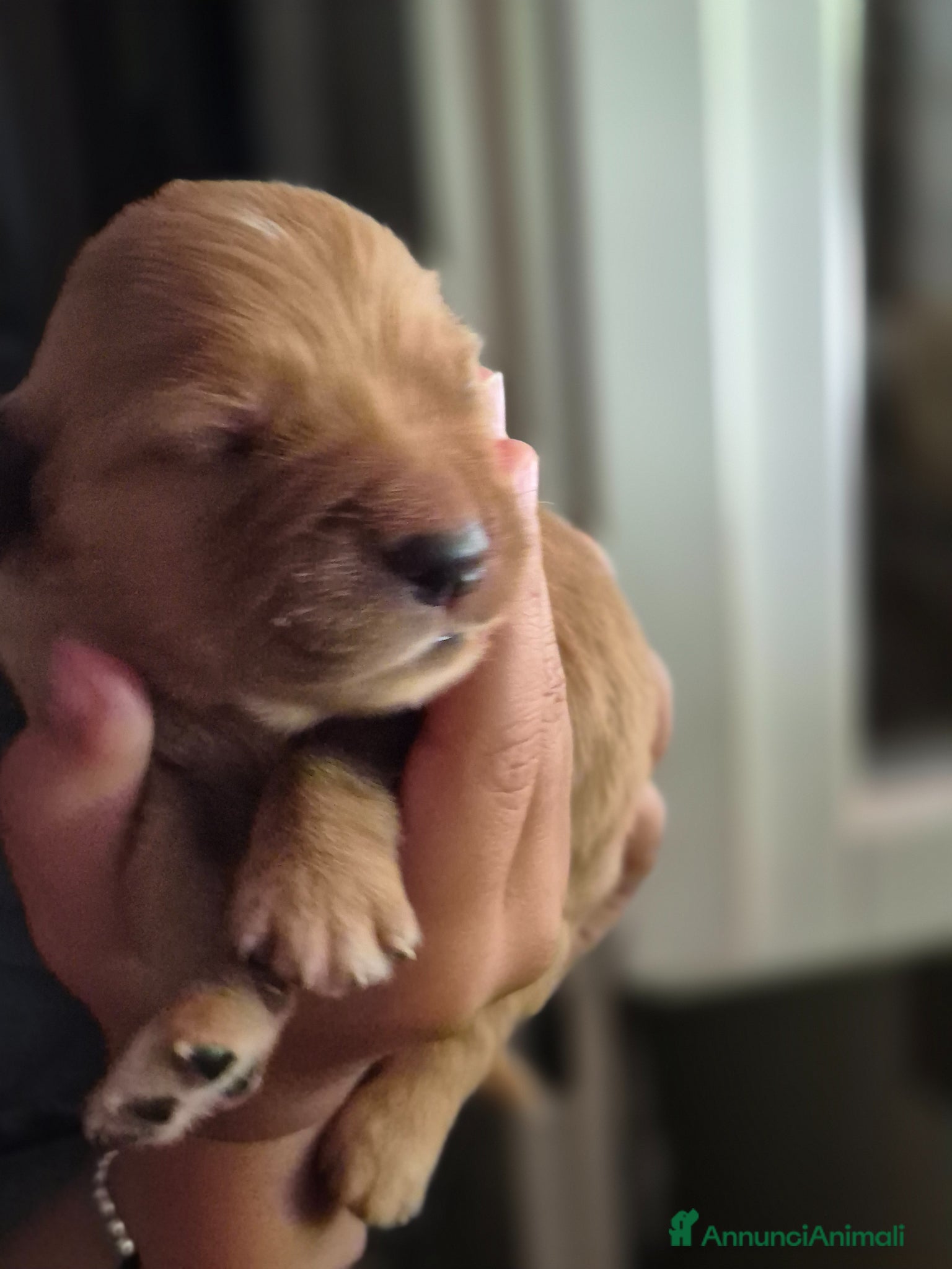 Golden Retriever cani Allevamento professionale  cucciolata inglese - Annuncio 6