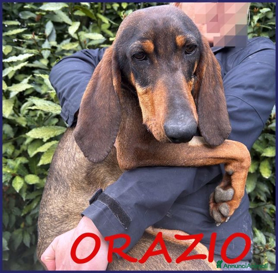 Segugio cani in regalo: ORAZIO 2anni sogna una famiglia tutta sua! - Annuncio 1