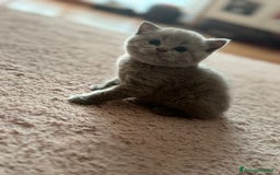 Scottish gatti in vendita: Scottish blu pointer straight  a Provincia di Gorizia - Immagine 8